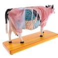 thumbnail image 2 of Modelo de acupuntura de ganado perfke Kit de estudio de acupuntura para ganado, 2 of 9