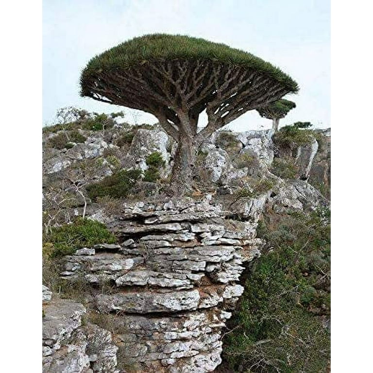 Dragon Blood Bonsai Tree Seeds to Grow - 6 Seeds - Dracaena Draco Seeds for Planting - Exotic Tree Seeds - Indoor Bonsai Tree