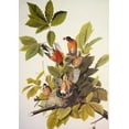 thumbnail image 2 of Audubon, John James 24x32 Gold Ornate Wood Framed with Double Matting Museum Art Print Titled - American Robin, 2 of 4