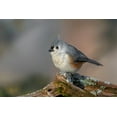 thumbnail image 2 of Jones, Adam 14x11 Gold Ornate Wood Framed with Double Matting Museum Art Print Titled - Tufted titmouse in winter, 2 of 4