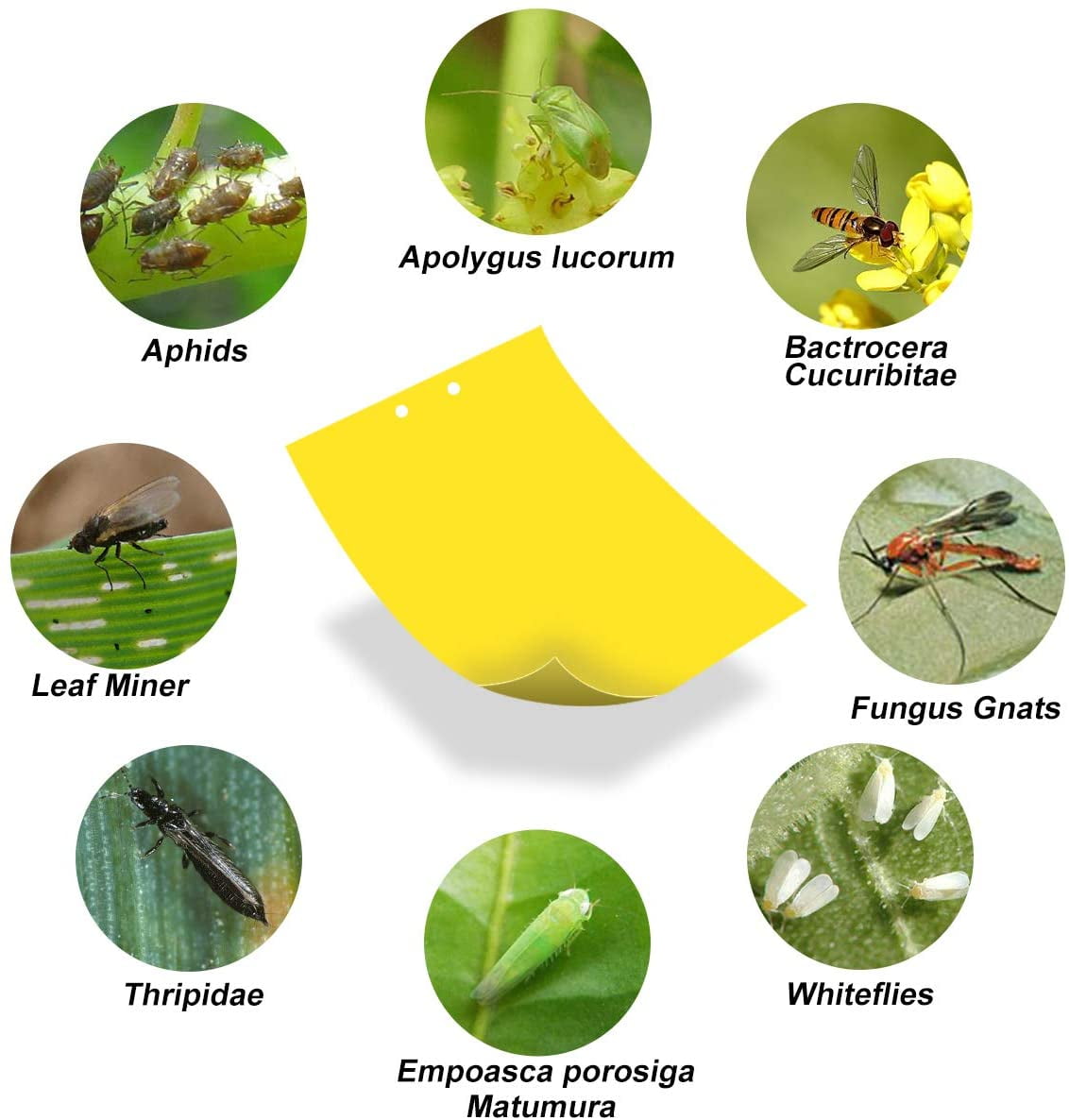 Whitefly Fly Traps Save Your Plants Flying Insects Fruit Fly Trap and Yellow Fungus Gnat Traps for House Plants Mosquito Bits 24 Pack Yellow Sticky Traps for Indoor Outdoor Natural Pest Control