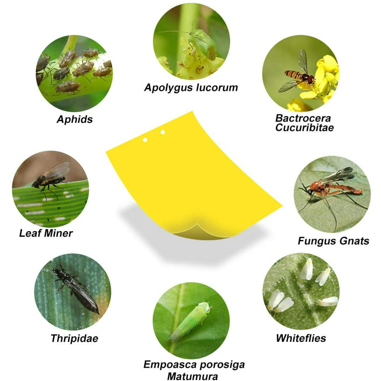 Why Do I Have Gnats in My Plants? – Dr. Killigan's