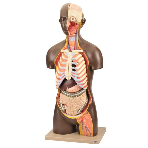 Eisco Labs Model Unisex Torso African - 13 Parts