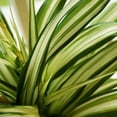 thumbnail image 6 of American Plant Exchange Spider Plant, 6-Inch Pot, Easy Care Pet Safe Air Purifying Indoor Houseplant for Home and Office Decor, 6 of 6