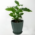 thumbnail image 7 of Leodye Green Plastic Flower Pots Balcony Vegetable Garden Green Plant Pot Container with Base Home Succulent Bonsai Plant Storage, 7 of 7