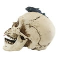 thumbnail image 4 of Large Dracula Fanged Skull With Iguana Statue Halloween Spooky Decor Figurine, 4 of 6