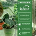 thumbnail image 2 of Alocasia Polly - 1 Live Plant in a 4 Inch Growers Pot - Alocasia Amazonica - Elegant Structural Beautiful Air Purifying Decorative Foliage Houseplant, 2 of 6