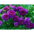 thumbnail image 2 of 30 Rare Seeds-Purple Climbing Rose Seed-#1075-Authentic Seeds-Flowers-Seeds-Rose seeds-Herb seeds-Vegetable Seeds-Mix Seeds for Plant- B3G1, 2 of 3