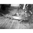 thumbnail image 2 of Dead Shark. Hawaiian Islands History (36 x 24), 2 of 2