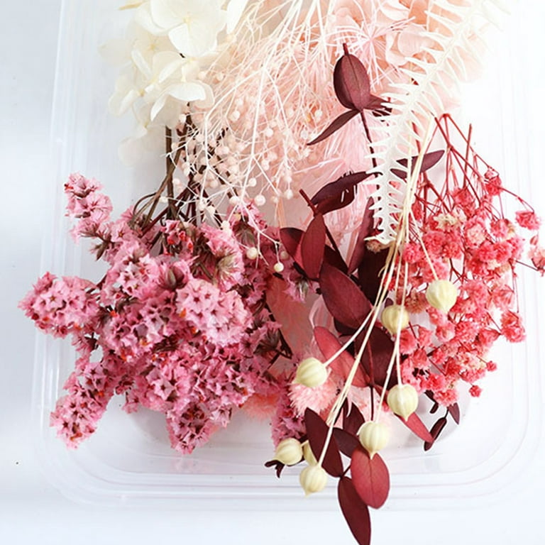 Flmtop 1 Box Preserved Flower Beautiful Bright-colored Dried Flower Stylish Visual Effect Dried Flower Display for Home Pink