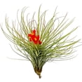 thumbnail image 5 of ragnaroc Air Plants - Tillandsia Andreana, Large 4-6" - 5ct - Live Arrival Gauranteed - House Plants for Home Decor & Gift, 5 of 7