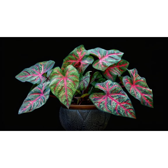 2 Tricolor Caladium Bulbs for Growing - Indoor/Outdoor - Stunnning Color