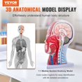 thumbnail image 4 of Life-Size Human Half Head Model with Brain, Skull, Muscles & Nerves - Anatomical Neurovascular Head & Neck Display for Medical Teaching, Student Learning, 4 of 9