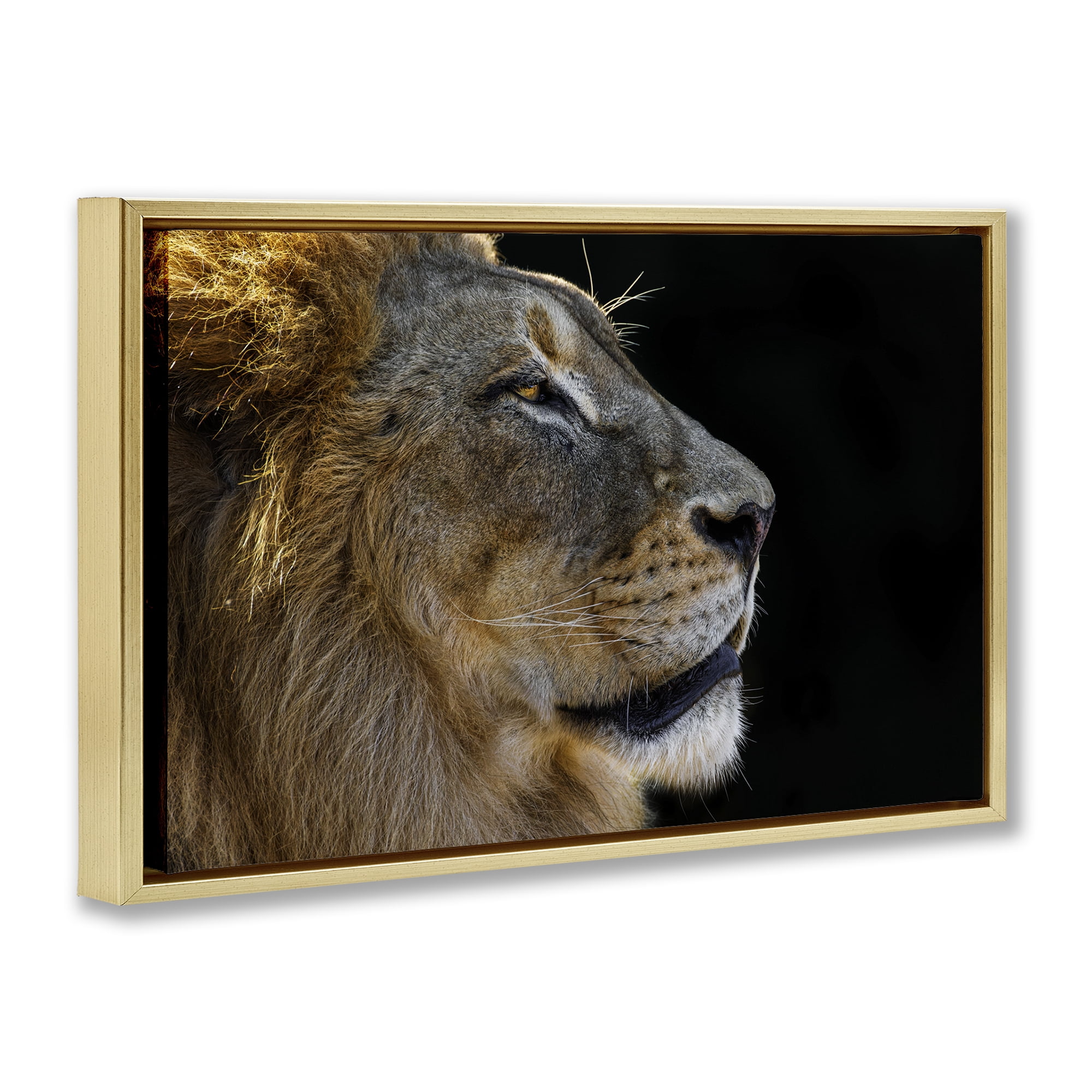 Stupell Industries Fierce Lion Looking Right Animals Photography Gold Floater Framed Canvas Art Print Wall Art, 31 x 21