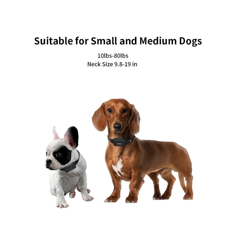 Shock collar for dachshund cheap