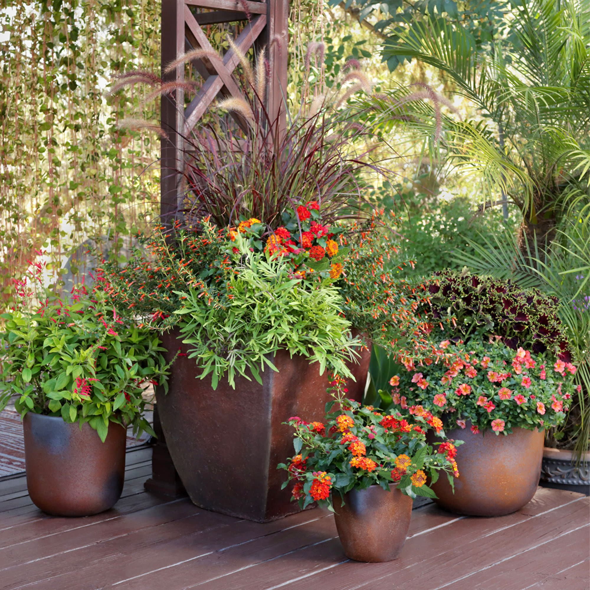 Proven Winners 4" Luscious Royale Red Zone Lantana Live Plant in 4.25" Pot (4 Count)