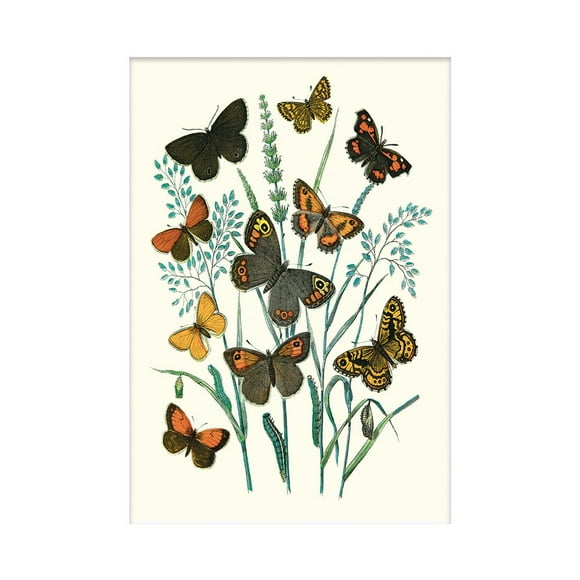 W. F. Kirby Imprimé Papillons