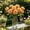 Orange, variant on Single Artificial Rose Stems 11.81", Faux Flower with Leaves for Wedding Bouquet Decorative Accents Blue