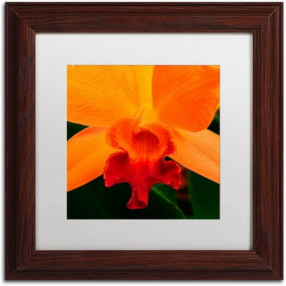 Trademark Fine Art "Brilliant Orchid on Fire" Canvas Art by Kurt Shaffer White Matte, Wood Frame