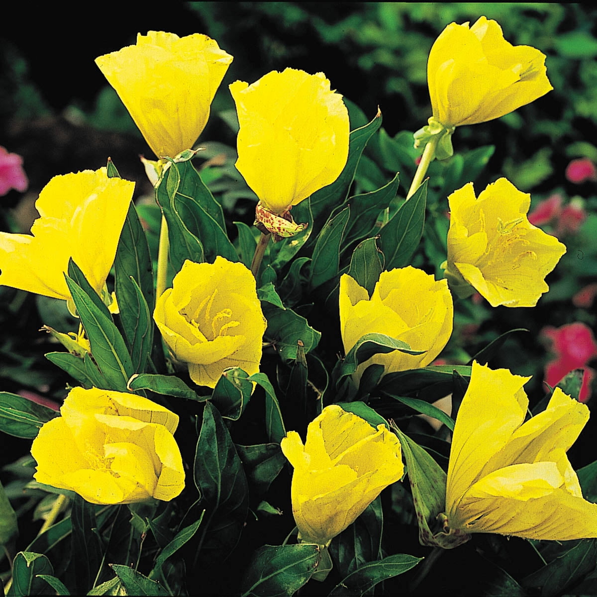 Missouri Evening Hardy Primrose Dormant Bare Root Perennial Plant, 1