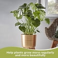 thumbnail image 3 of Anillo Apoyo STEM 6pcs Monstera Support para El Crecimiento Próspero (oro), 3 of 9