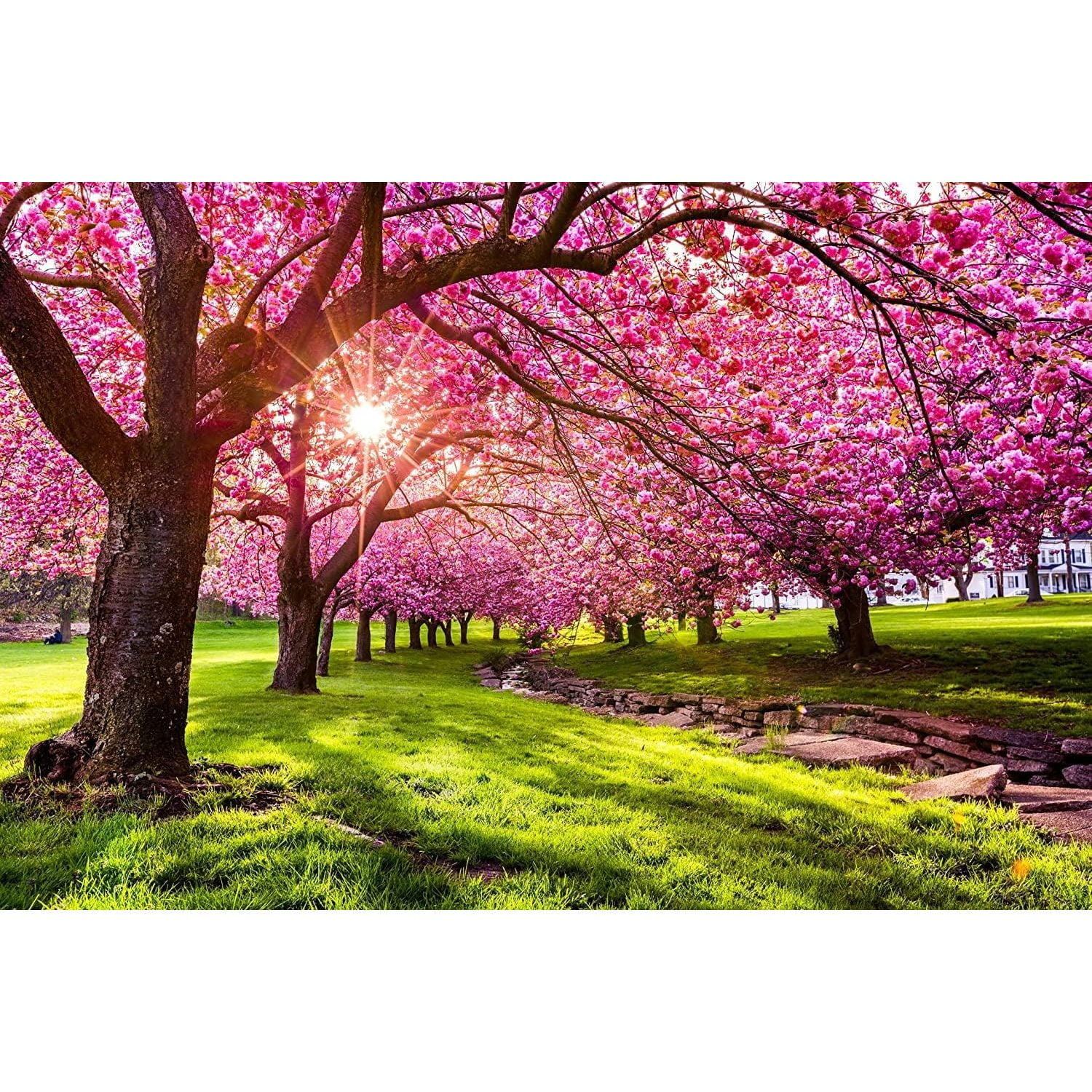25 Japanese Flowering Cherry Blossom Tree Seeds