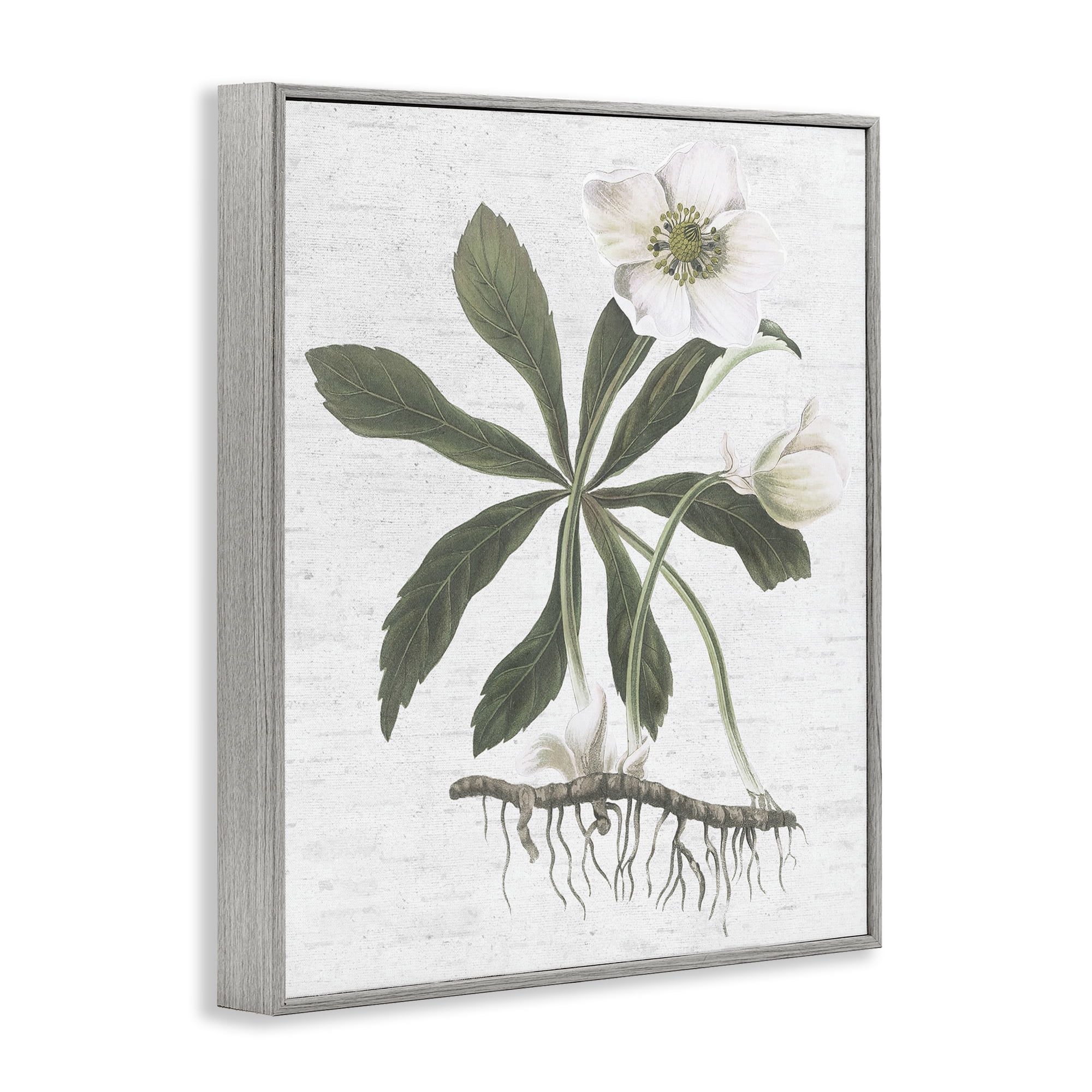 Stupell Industries Magnolia Flower Study Botanical & Floral Painting Gray Framed Art Print Wall Art, 24 x 30