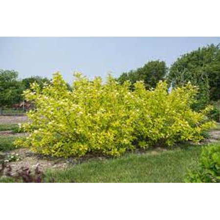 First Editions 2g Dogwood Neon Burst