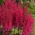 thumbnail image 4 of Van Zyverden Astilbe Mighty Chocolate Cherry, 3 Plant Roots, Red, Partial Shade, Perennial, Fragrant, 1lb, 4 of 9