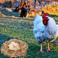 thumbnail image 1 of ELAYARD 1Jgo Chicken Laying Shredded Straw Pads Light Yellow Suitable for Nesting Boxes, 1 of 6