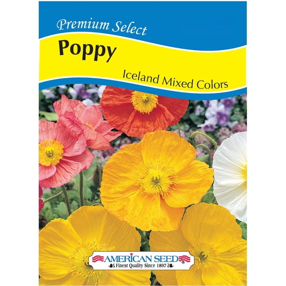 American Seed 100MG Iceland Poppy Mixed Colors Annual Flower, Full Sun
