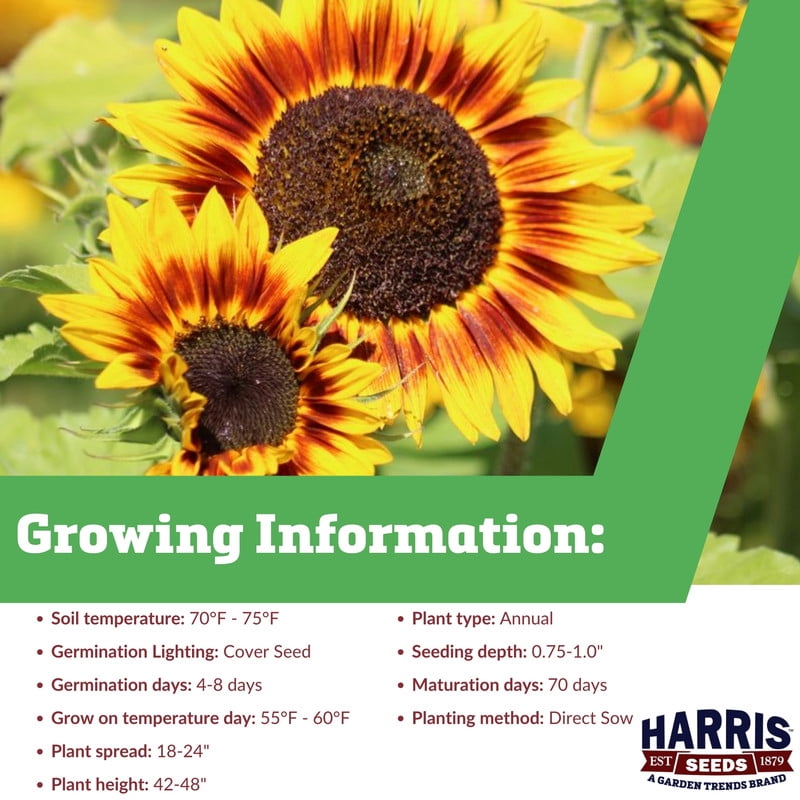 Harris Seeds Sunflower Ring of Fire, Non-GMO Bicolor Garden & Cut Flower Variety, 1,000 Count