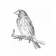 thumbnail image 2 of Greene, Taylor 20x24 White Modern Wood Framed Museum Art Print Titled - Sketch Bird II, 2 of 4