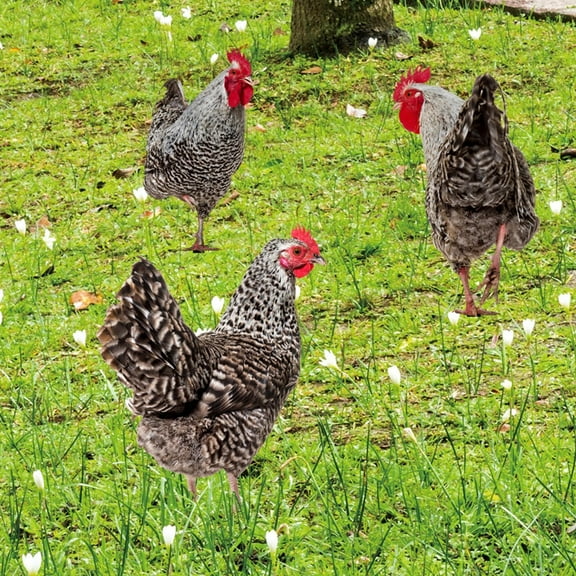 3d Rooster Hen Garden Realistic Acrylic Yard Art Garden Garden Outdoor Decoration Placard