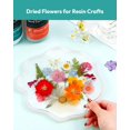 thumbnail image 3 of Kit de 100 flores prensadas Dried Flowers Resiners, 3 of 9