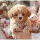 thumbnail image 3 of 2025 New Robot Dog for Adults, AI Robotic Dog, Nicoo - My Realistic Robot Puppy That Acts Like a Real Puppy - Walking, Barking, Tail Wagging, 3 of 5
