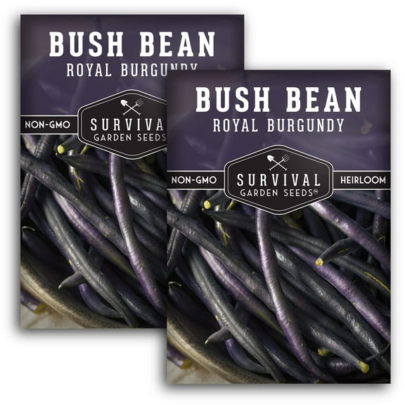 2 Packs Royal Burgundy Bush Bean Seeds - Non-GMO Heirloom Full Sun Annual Vegetable