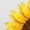 White, variant on Black Print Tshirt Graphic Tees Shirts Butterfly Sunflower Burst All Season Casual Comfort Tops S-5XL Tops
