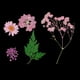 thumbnail image 5 of Bolsa de Flores secas naturales Macarena Rosado, 5 of 8