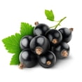 thumbnail image 4 of Black Currant (Cassis) Teisseire Syrup, 4 of 6