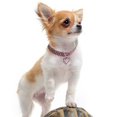 thumbnail image 4 of Crystal Diamond Pet Necklace for Adorable Furry Friends Sparkling Heart Charm, 4 of 5