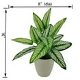 thumbnail image 2 of Mainstays 10in Indoor Artificial Plant in Pot, Green Color Calathea, 2 of 5