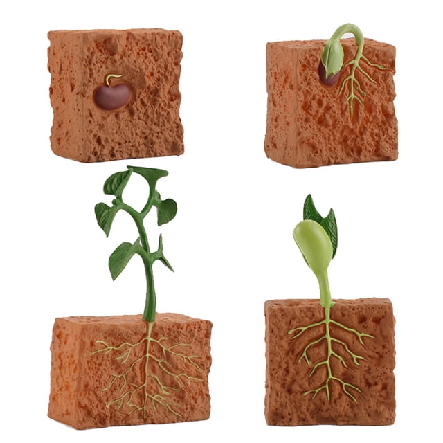Flmtop 4 Pcs Jouet de Simulation de Plantes Cultivées Modèle Éducatif de Cycle de Croissance en PVC pour la Maison
