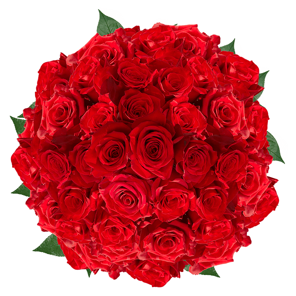 24 Fresh Roses delivered to your door Freedom Red 