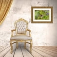 thumbnail image 3 of Day, Richard and Susan 14x11 Gold Ornate Wood Framed with Double Matting Museum Art Print Titled - Ruby-throated Hummingbird-Archilochus colubris-at Blue Ensign Salvia-Salvia guaranitica-Marion Coun, 3 of 4
