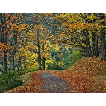 Walking Trail around Bass Lake in the Autumn, Blowing Rock, North Carolina, USA Print Wall Art By Adam