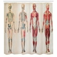 thumbnail image 3 of Ambesonne Vintage Shower Curtain, Anatomy Human Body, 69"Wx70"L, Ruby Cream, 3 of 3
