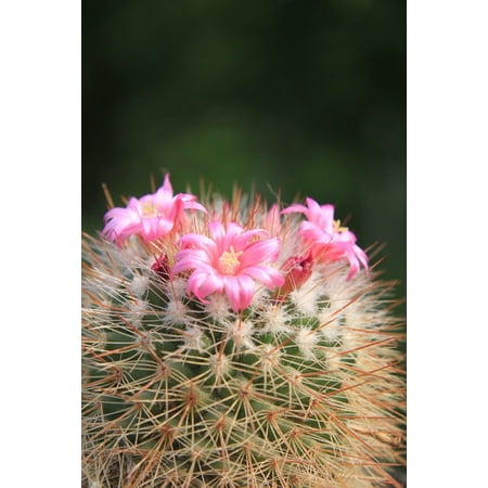L N Stick Poster Of Flowers Cacti Pink Plants Beautiful Small L N Stick Poster Of Flowers Cacti Pink Plants Beautiful Small Cactus 24x16