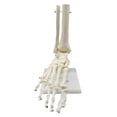 thumbnail image 1 of Esqueleto Humano 1:1 Modelo de AnatomíA del Pie, Pie y Tobillo con VáStago Modelo AnatóMico Recursos de EnseñAnza de AnatomíA, 1 of 5