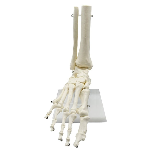 Esqueleto Humano 1:1 Modelo de AnatomíA del Pie, Pie y Tobillo con VáStago Modelo AnatóMico Recursos de EnseñAnza de AnatomíA